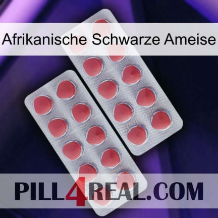 African Black Ant 19